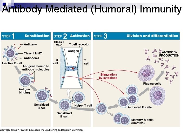 Antibody Mediated (Humoral) Immunity 