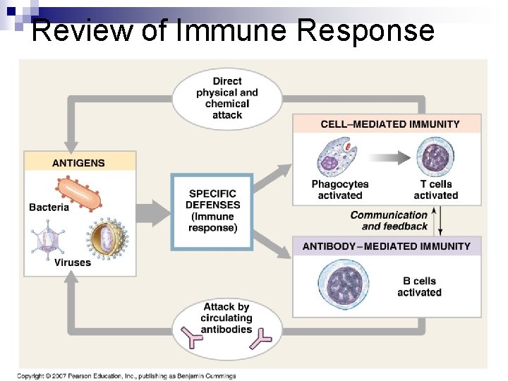 Review of Immune Response 