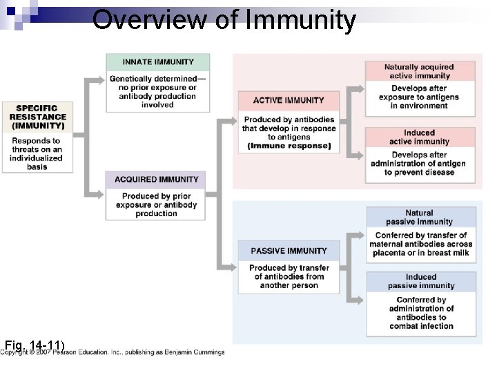 Overview of Immunity Fig. 14 -11) 