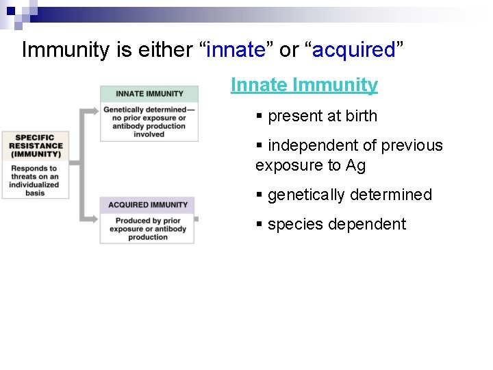 Immunity is either “innate” or “acquired” Innate Immunity § present at birth § independent
