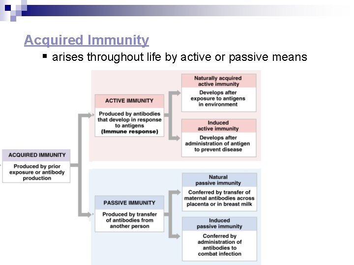 Acquired Immunity § arises throughout life by active or passive means 