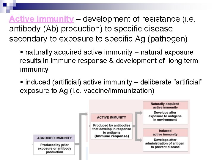 Active immunity – development of resistance (i. e. antibody (Ab) production) to specific disease