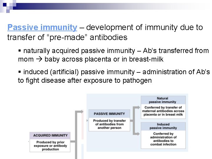 Passive immunity – development of immunity due to transfer of “pre-made” antibodies § naturally