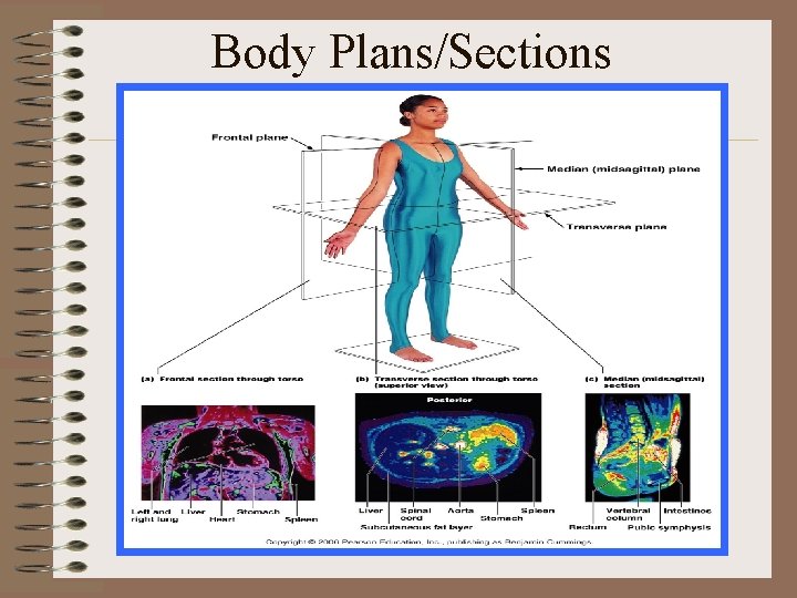 Body Plans/Sections 