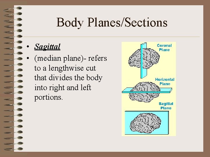 Body Planes/Sections • Sagittal • (median plane)- refers to a lengthwise cut that divides