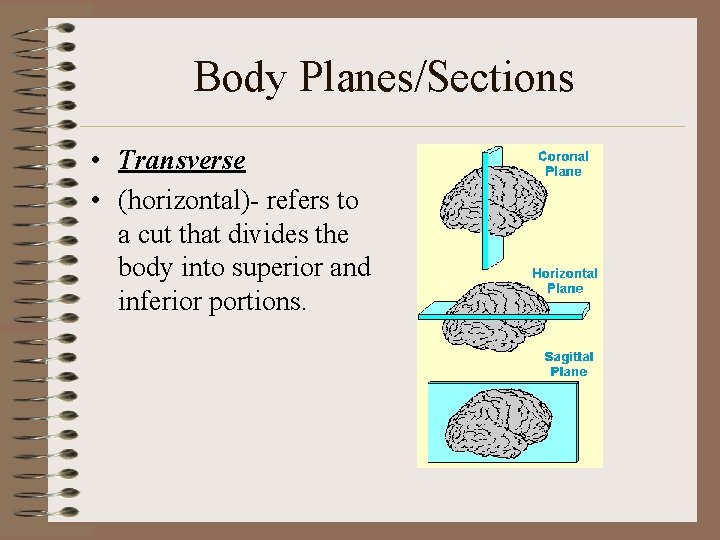 Body Planes/Sections • Transverse • (horizontal)- refers to a cut that divides the body