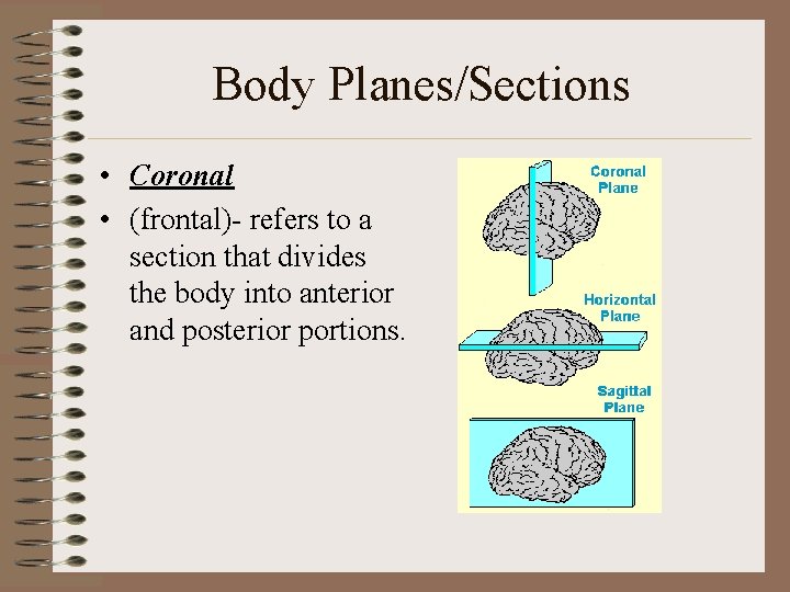 Body Planes/Sections • Coronal • (frontal)- refers to a section that divides the body