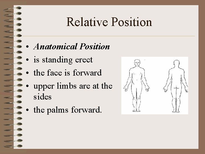 Relative Position • • Anatomical Position is standing erect the face is forward upper
