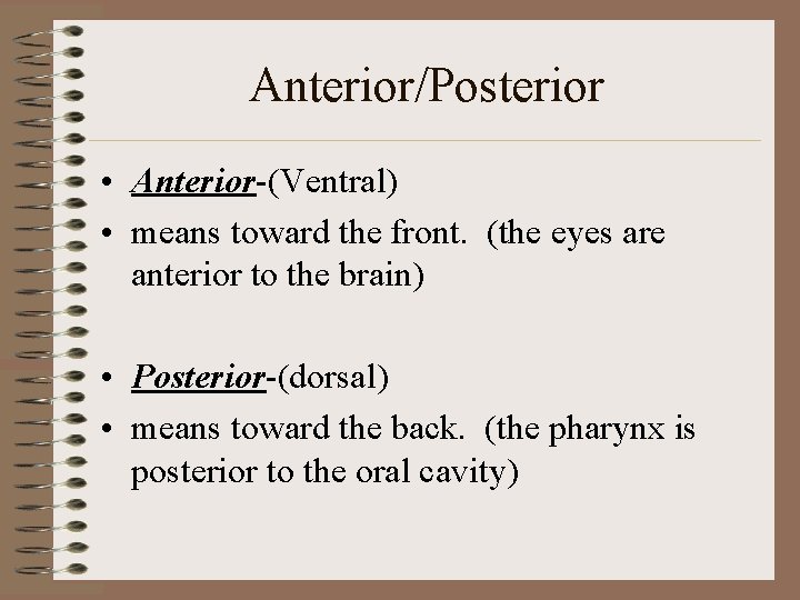Anterior/Posterior • Anterior-(Ventral) • means toward the front. (the eyes are anterior to the