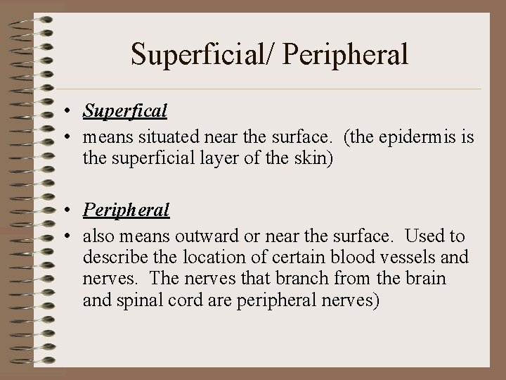 Superficial/ Peripheral • Superfical • means situated near the surface. (the epidermis is the