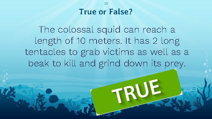 20 True or False? The colossal squid can reach a length of 10 meters.