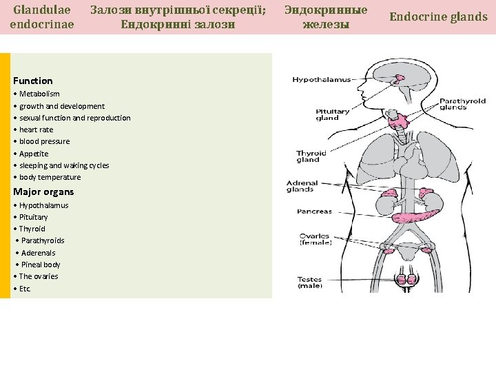 Glandulae endocrinae Залози внутрішньої секреції; Ендокринні залози Function • Metabolism • growth and development