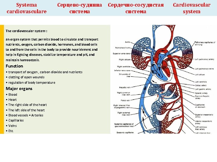 Systema cardiovasculare Серцево-судинна система The cardiovascular system : an organ system that permits blood
