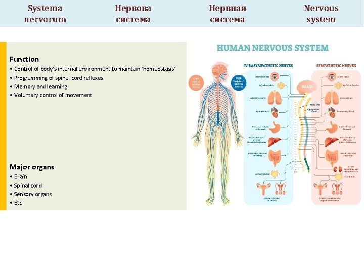 Systema nervorum Нервова система Function • Control of body’s internal environment to maintain ‘homeostasis‘