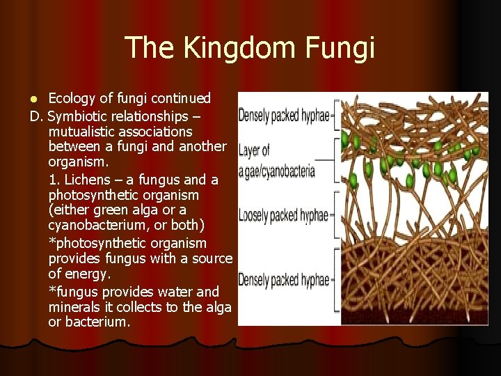 The Kingdom Fungi Ecology of fungi continued D. Symbiotic relationships – mutualistic associations between