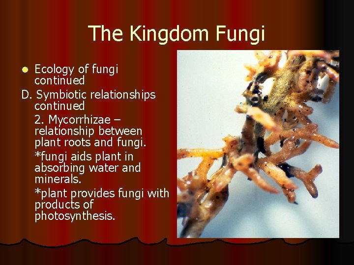 The Kingdom Fungi Ecology of fungi continued D. Symbiotic relationships continued 2. Mycorrhizae –