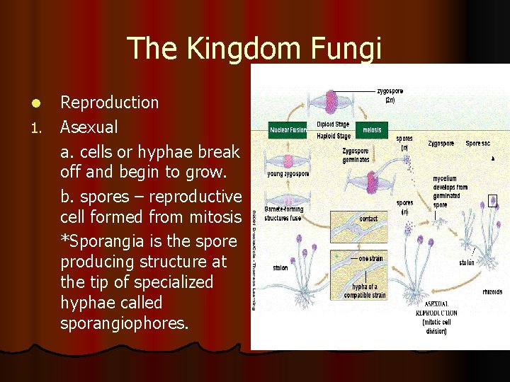 The Kingdom Fungi l 1. Reproduction Asexual a. cells or hyphae break off and