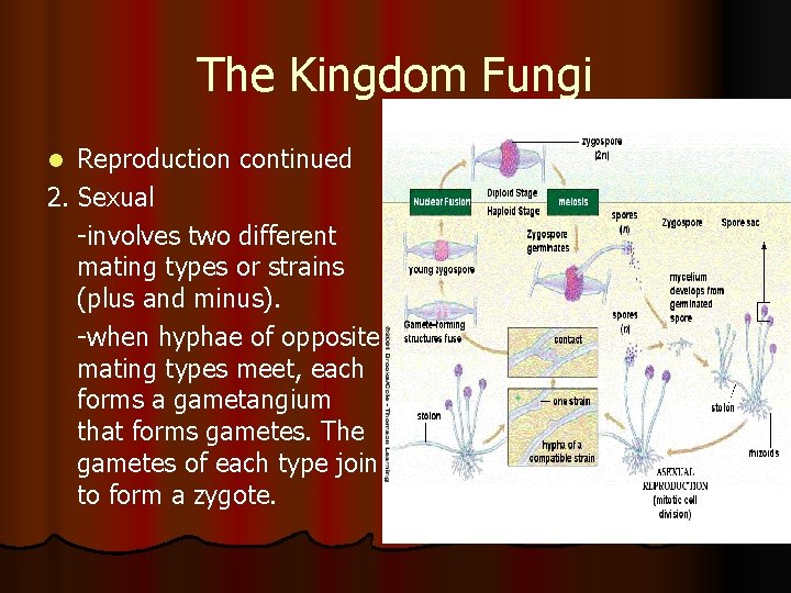 The Kingdom Fungi Reproduction continued 2. Sexual -involves two different mating types or strains