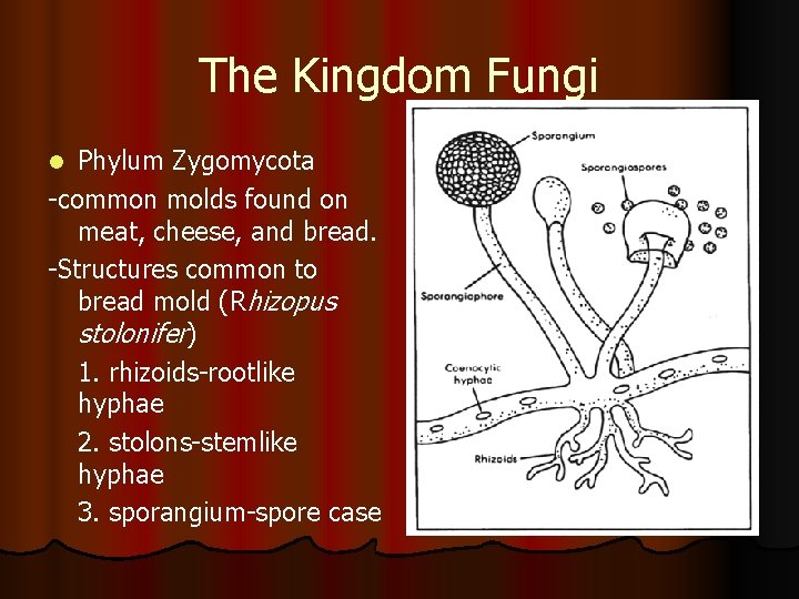 The Kingdom Fungi Phylum Zygomycota -common molds found on meat, cheese, and bread. -Structures