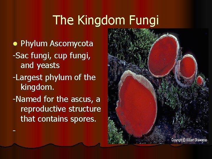 The Kingdom Fungi Phylum Ascomycota -Sac fungi, cup fungi, and yeasts -Largest phylum of