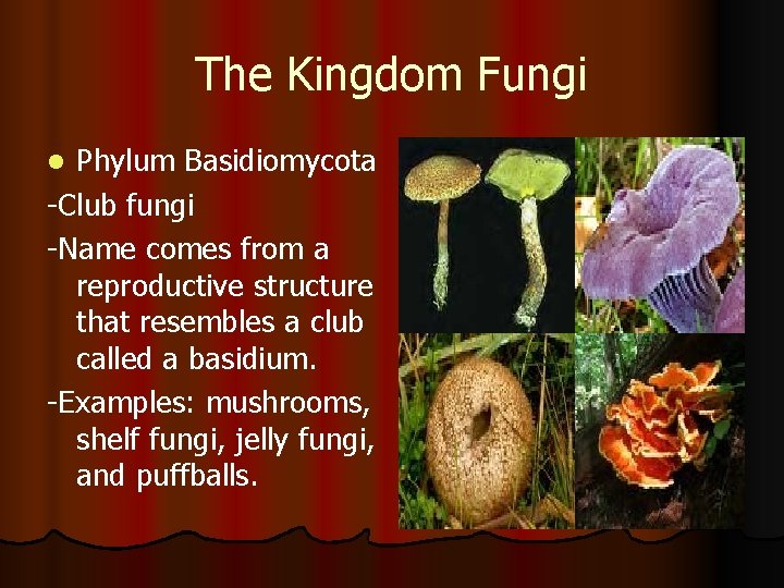 The Kingdom Fungi Phylum Basidiomycota -Club fungi -Name comes from a reproductive structure that