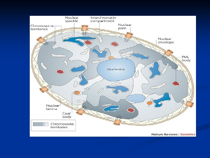 Nucleus In Interphase ULTRASTRUCTURE OF INTERPHASE NUCLEOUS Dr Rathod L R