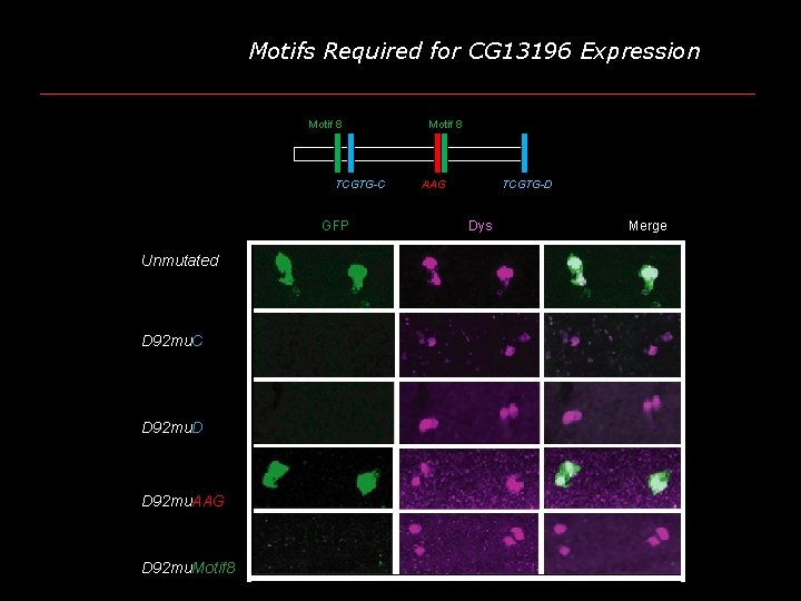 Motifs Required for CG 13196 Expression Motif 8 TCGTG-C GFP Unmutated D 92 mu.