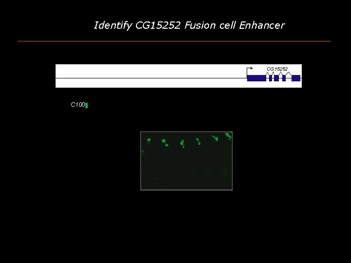 Identify CG 15252 Fusion cell Enhancer CG 15252 C 100 