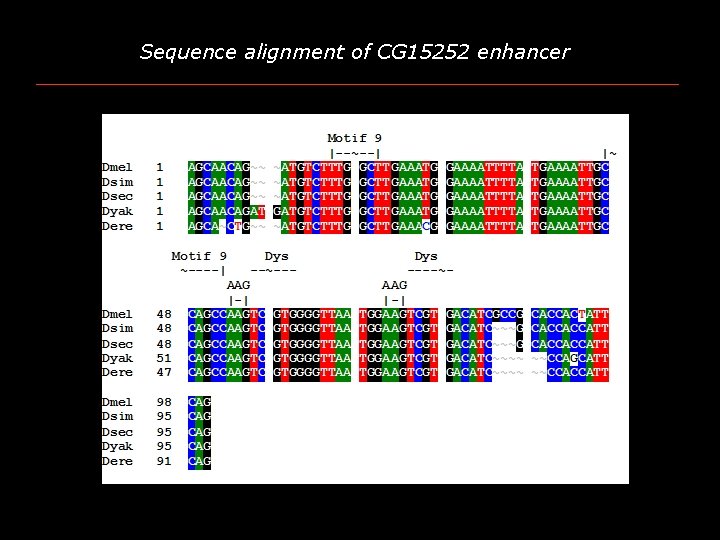 Sequence alignment of CG 15252 enhancer 