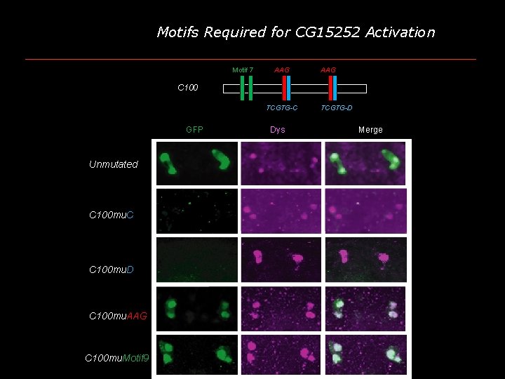 Motifs Required for CG 15252 Activation Motif 7 AAG C 100 CG 15252 TCGTG-C