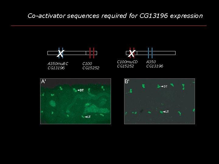 Co-activator sequences required for CG 13196 expression x A 350 mu. BC CG 13196