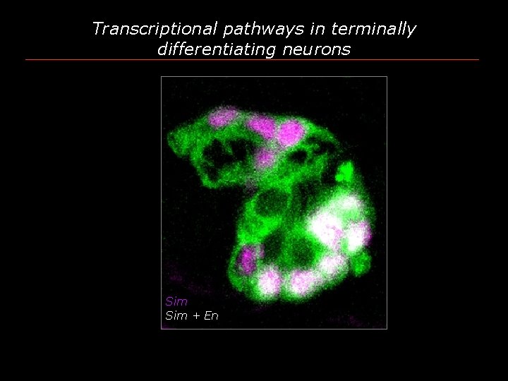 Transcriptional pathways in terminally differentiating neurons Sim + En 