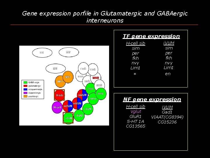 Gene expression porfile in Glutamatergic and GABAergic interneurons TF gene expression H-cell sib sim