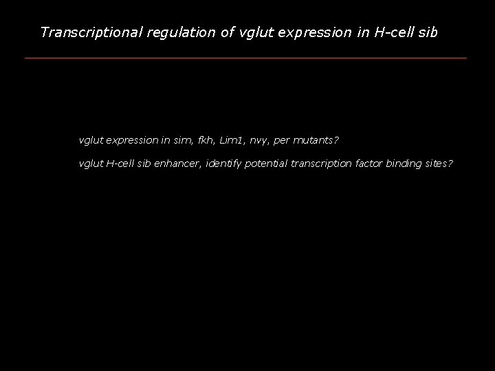 Transcriptional regulation of vglut expression in H-cell sib vglut expression in sim, fkh, Lim