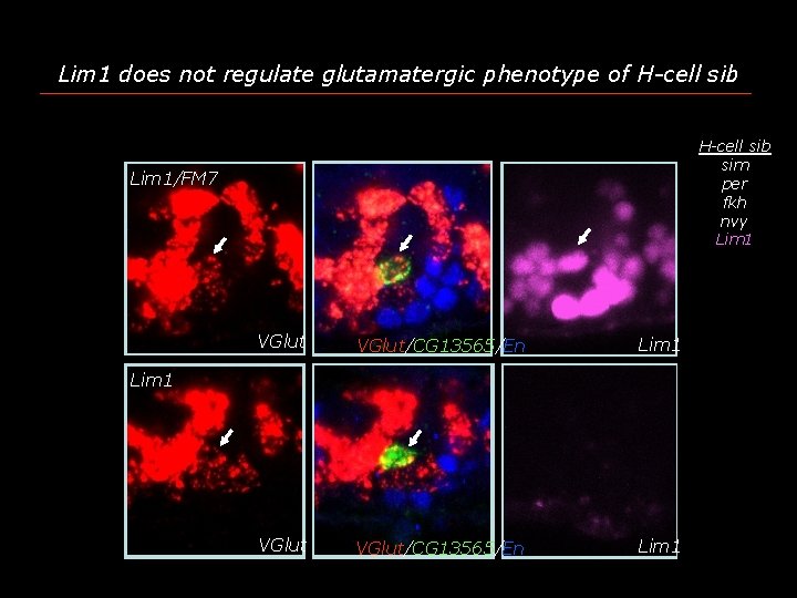 Lim 1 does not regulate glutamatergic phenotype of H-cell sib sim per fkh nvy