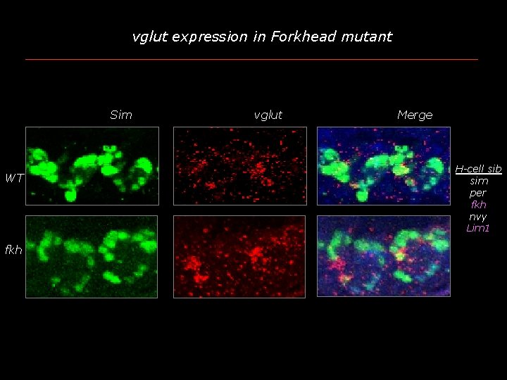 vglut expression in Forkhead mutant Sim WT fkh vglut Merge H-cell sib sim per