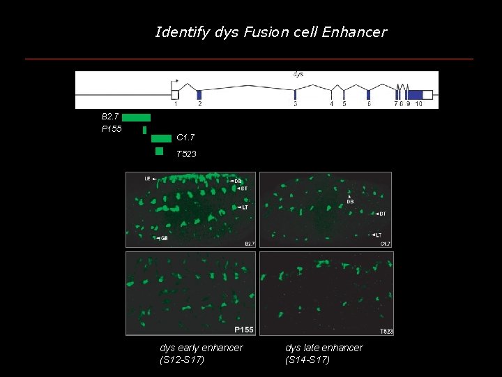 Identify dys Fusion cell Enhancer B 2. 7 P 155 C 1. 7 T