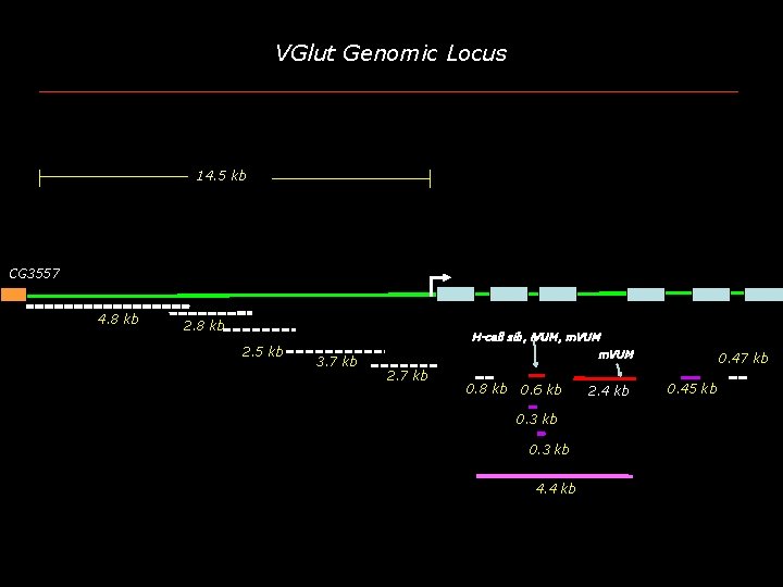 VGlut Genomic Locus 14. 5 kb CG 3557 4. 8 kb 2. 5 kb