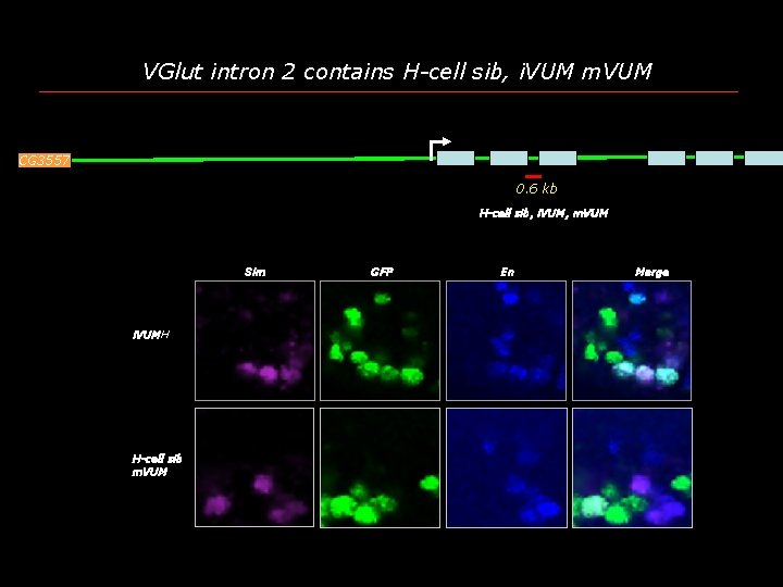 VGlut intron 2 contains H-cell sib, i. VUM m. VUM CG 3557 0. 6