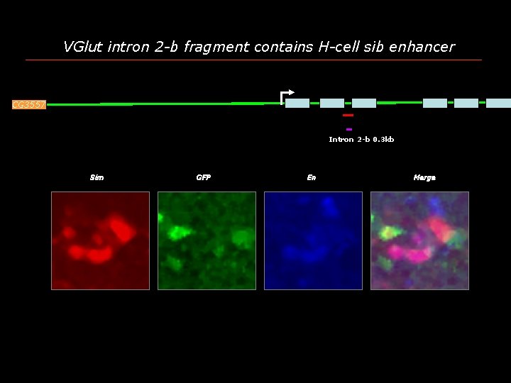VGlut intron 2 -b fragment contains H-cell sib enhancer CG 3557 Intron 2 -b