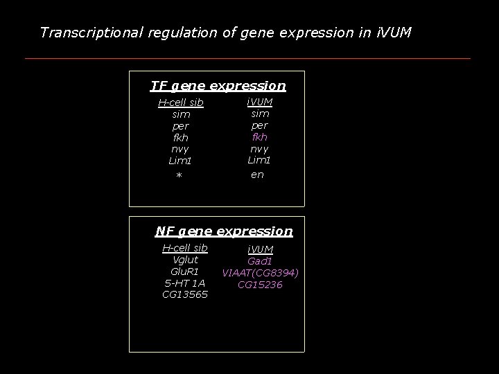 Transcriptional regulation of gene expression in i. VUM TF gene expression H-cell sib sim