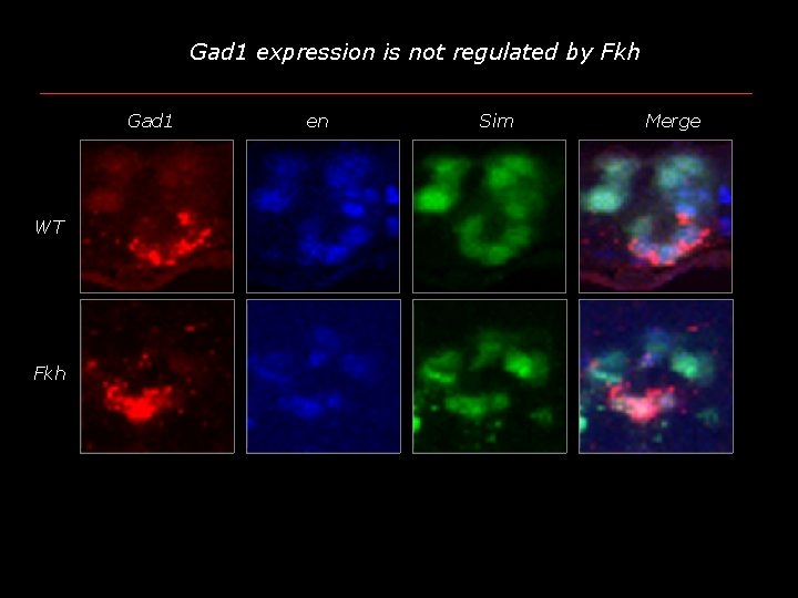 Gad 1 expression is not regulated by Fkh Gad 1 WT Fkh en Sim