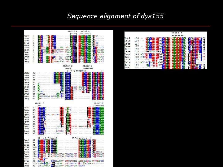 Sequence alignment of dys 155 