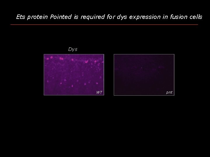 Ets protein Pointed is required for dys expression in fusion cells Dys WT pnt