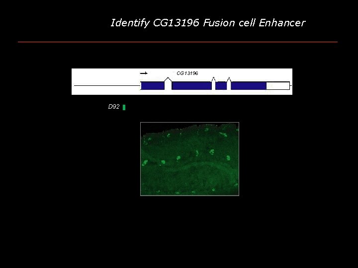 Identify CG 13196 Fusion cell Enhancer CG 13196 D 92 