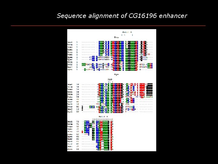 Sequence alignment of CG 16196 enhancer 