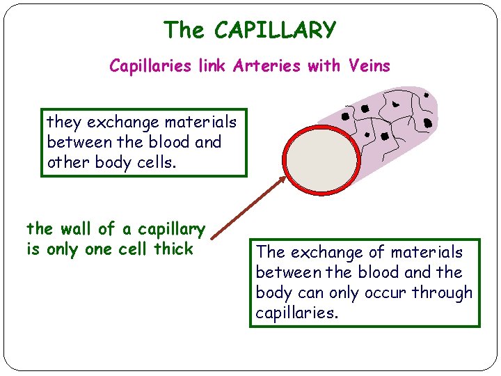 The CAPILLARY Capillaries link Arteries with Veins they exchange materials between the blood and The CAPILLARY Capillaries link Arteries with Veins they exchange materials between the blood and