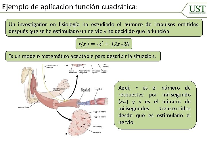 Ejemplo de aplicación función cuadrática: Un investigador en fisiología ha estudiado el número de