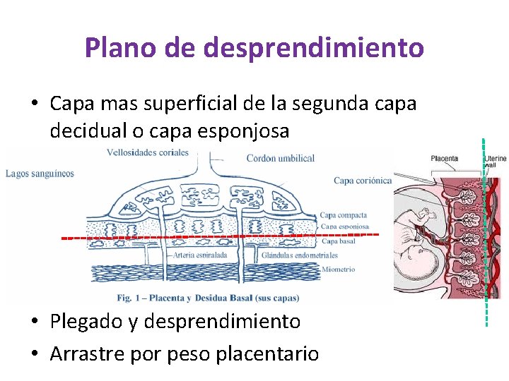 Plano de desprendimiento • Capa mas superficial de la segunda capa decidual o capa Plano de desprendimiento • Capa mas superficial de la segunda capa decidual o capa