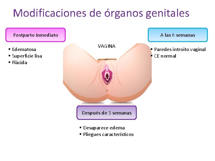 Modificaciones de órganos genitales Postparto inmediato § Edematosa § Superficie lisa § Flácida A Modificaciones de órganos genitales Postparto inmediato § Edematosa § Superficie lisa § Flácida A